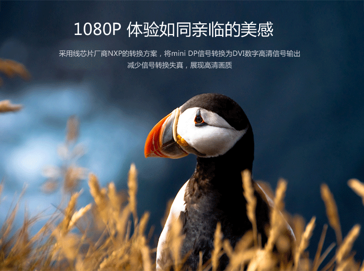 绿联（UGREEN）Mini DP转DVI转换器 迷你dp雷电转接头 支持苹果微软Surface笔记本电脑接显示器投影仪10402
