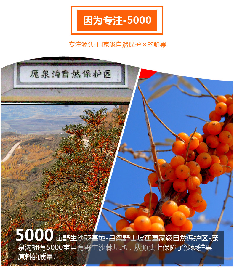 吕梁野山坡沙棘汁圆瓶沙棘玻璃瓶装350ml 6瓶装