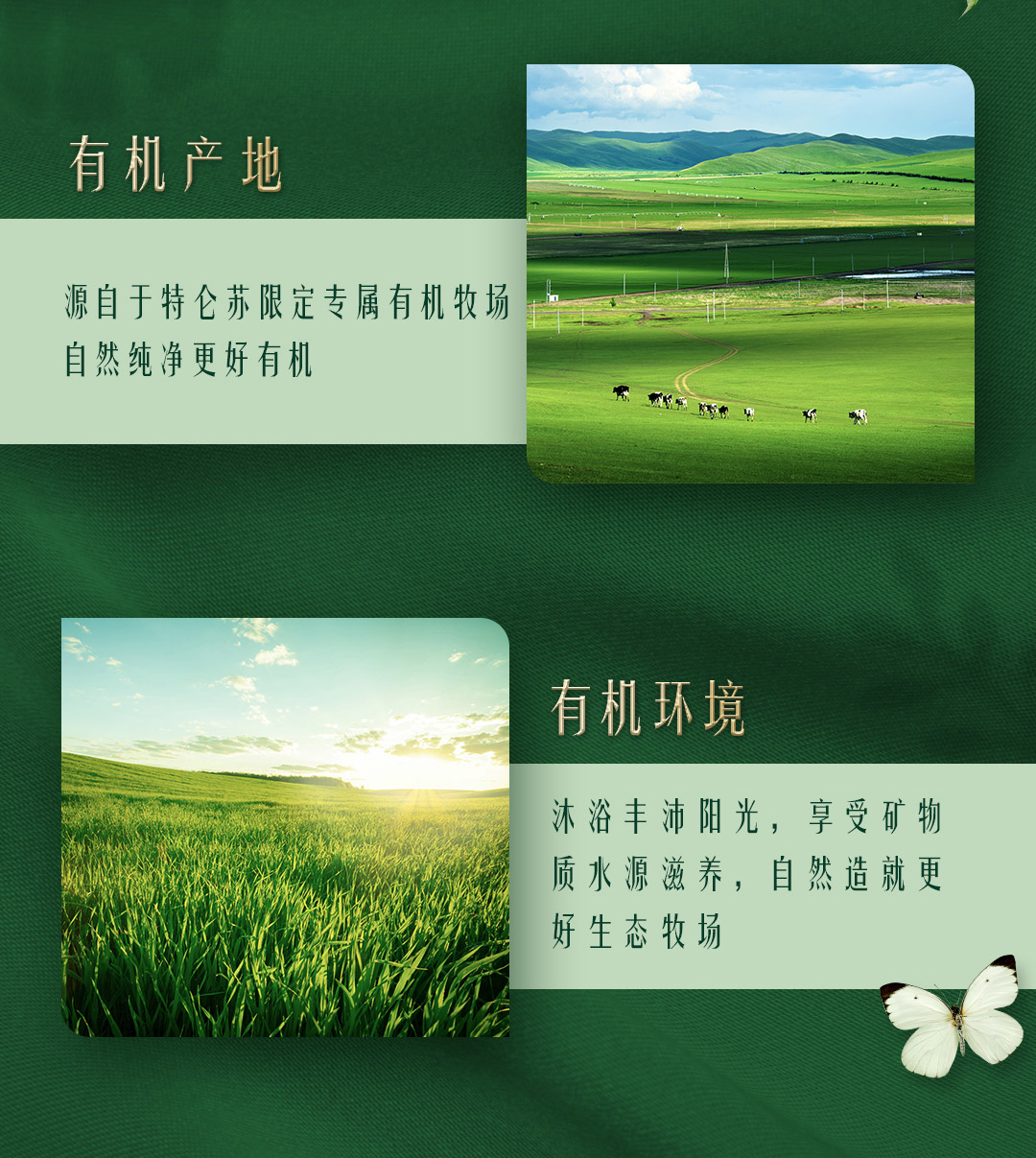 蒙牛特仑苏有机纯牛奶梦幻盖250ml×10包（3.8g乳蛋白）
