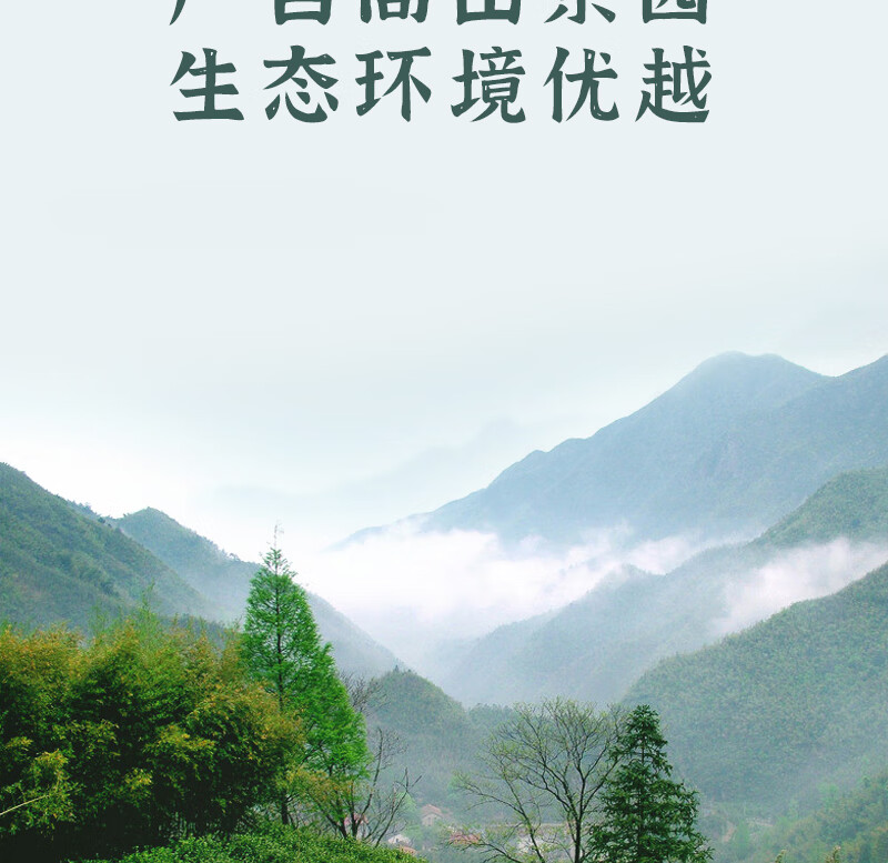 得一茶?安吉白茶袋装100g