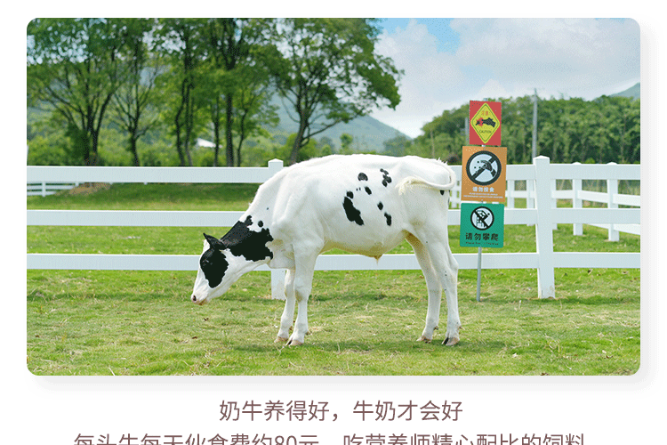 认养一头牛法式风味酸奶 员工福利 企业内购 原味+白桃燕麦味230g*10瓶共2提