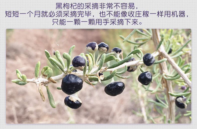 西域美农 黑枸杞250g*2罐 新疆黑果枸杞子富含花青素