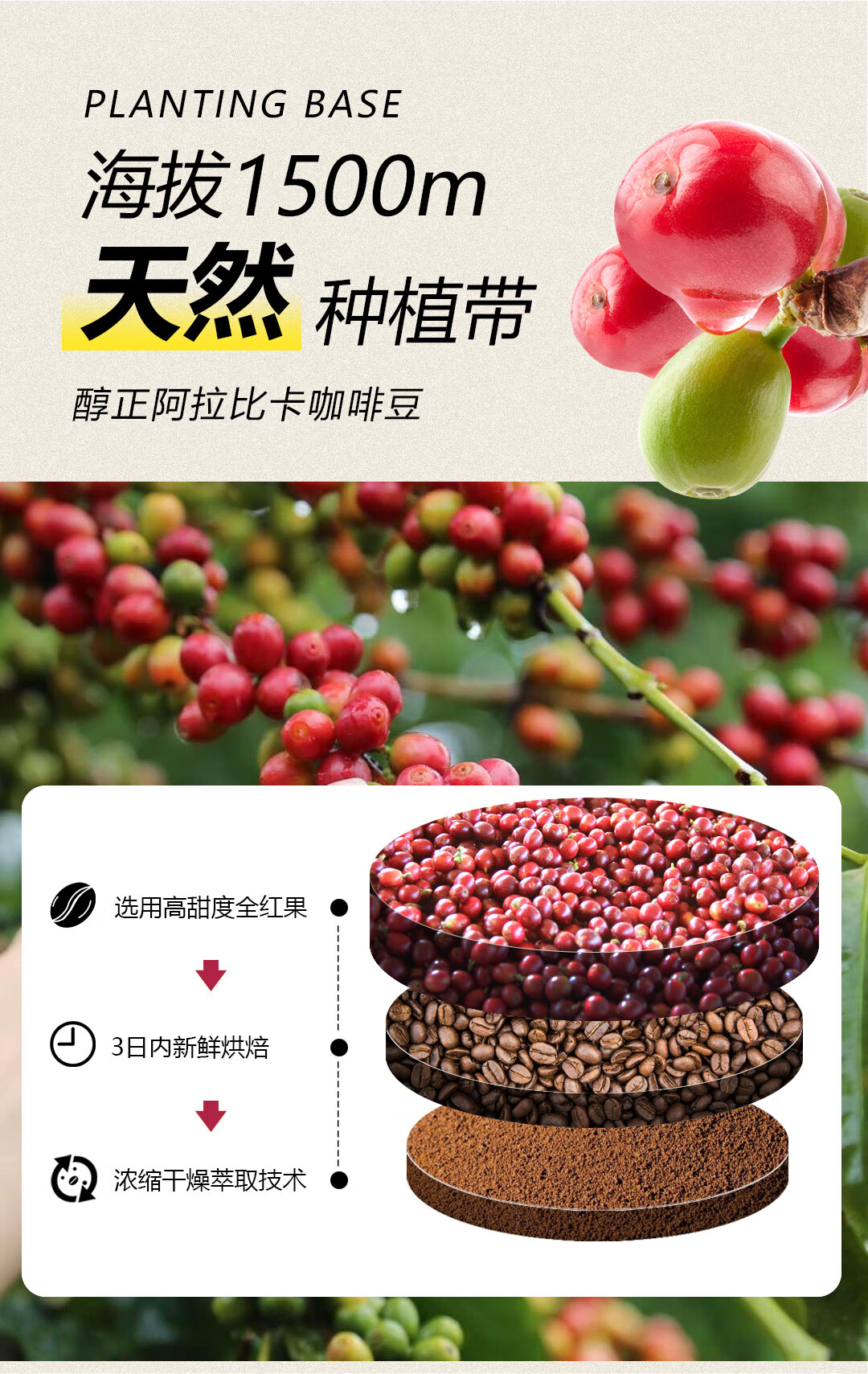 景兰（JINGLAN）红款 15 条 225 克原味白咖啡袋装云南速溶咖啡