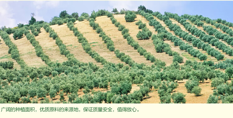 鲁花 食用油 橄榄油500ml
