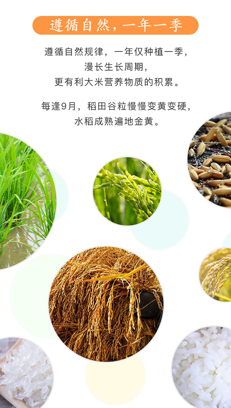 十月稻田 长粒香大米5kg