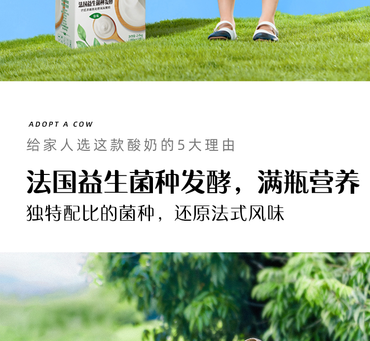 认养一头牛常温原味法式酸奶风味酸奶 新老包装随机发货200克*12盒*2箱