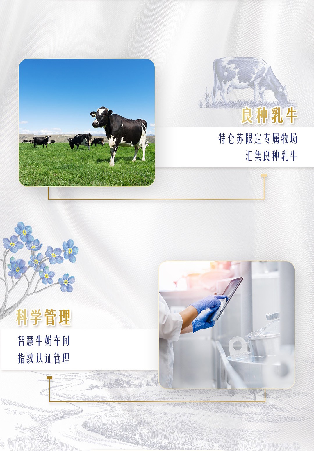蒙牛 特仑苏纯牛奶250ml*12盒/箱