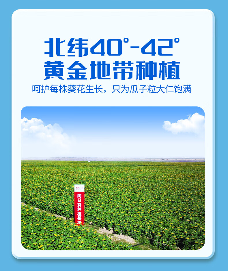 三胖蛋（sanpangdan） 坚果炒货 休闲零食 原味瓜子90g/袋*10