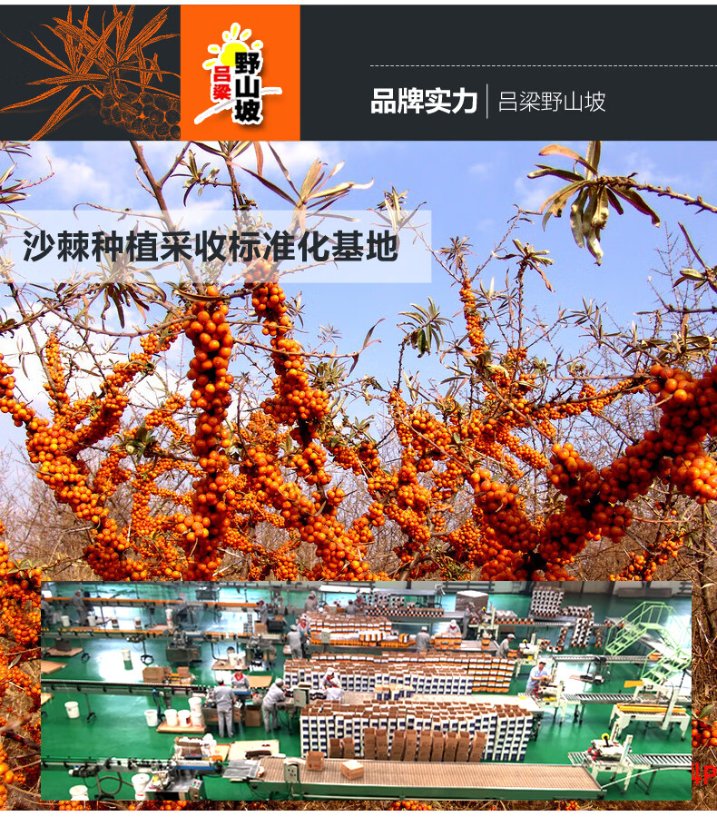 吕梁野山坡沙棘汁380ml 4瓶装