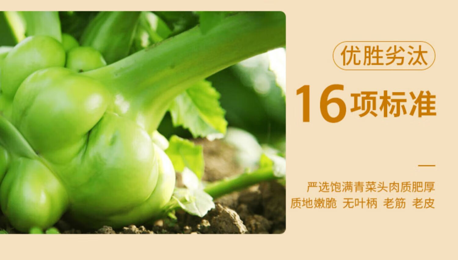 乌江 涪陵乌江酱香古坛榨菜 轻盐不辣小包装80gx10袋