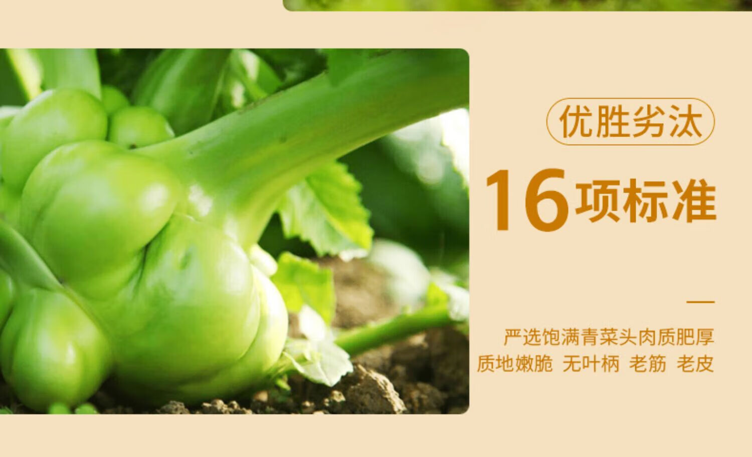乌江 榨菜正宗重庆涪陵脆口榨菜清爽下饭菜红油榨菜丝 微辣榨菜80g*10