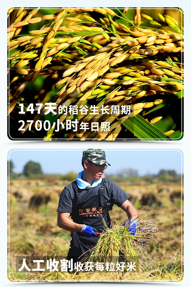 袁隆平东北大米 隆平农场五常基地有机大米5kg