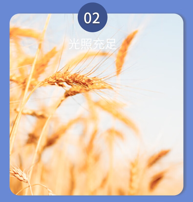 金沙河 面粉 白面 包子馒头松鹤贵族小麦粉 自发小麦粉（塑包）1kg