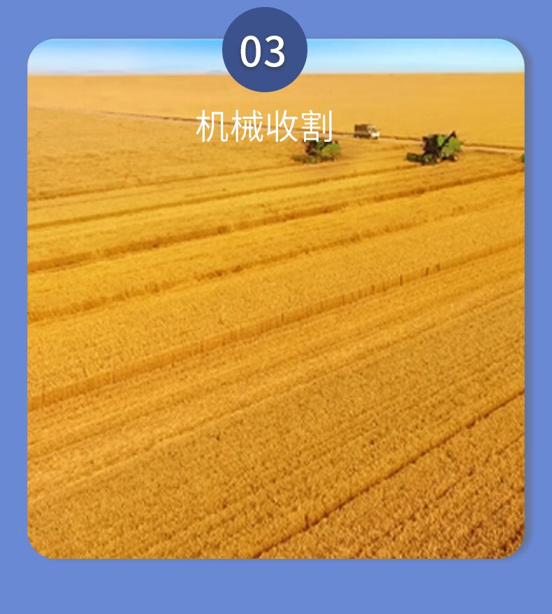 金沙河 面粉 白面 包子馒头松鹤贵族小麦粉 自发小麦粉（塑包）1kg