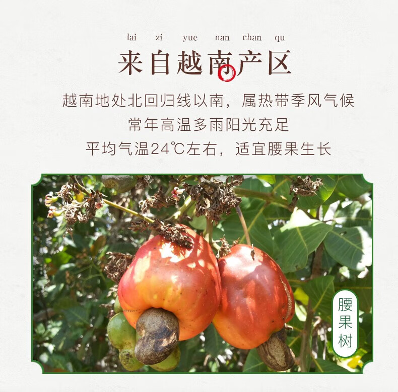 姚生记  休闲零食 紫衣腰果518g*1罐