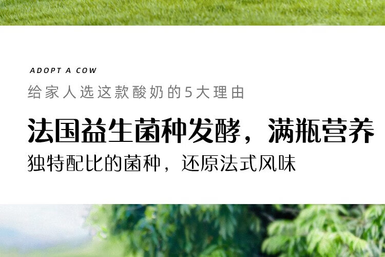 认养一头牛 常温法式酸奶 原味法式酸奶200g*12盒*4提 企业员工福利