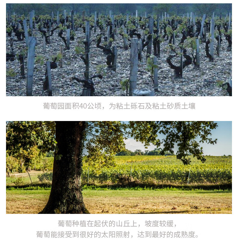 张裕先锋 法国进口玫瑰岁月 干红葡萄酒 750ml*6瓶