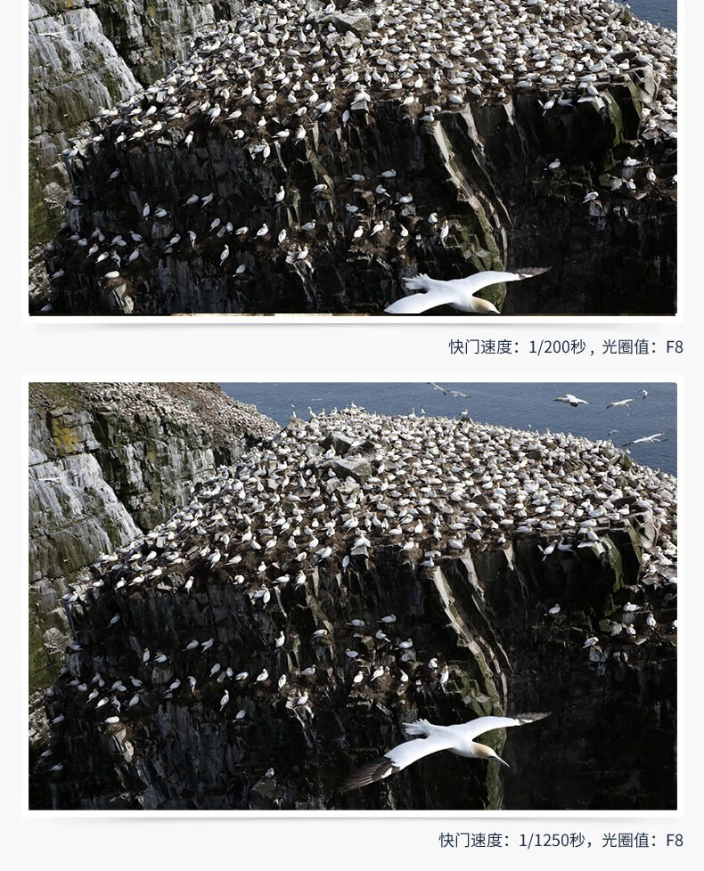 佳能（Canon）远摄变焦中长焦镜头 单反相机镜头打鸟 远景 超长焦 EF100-400mm IS II USM
