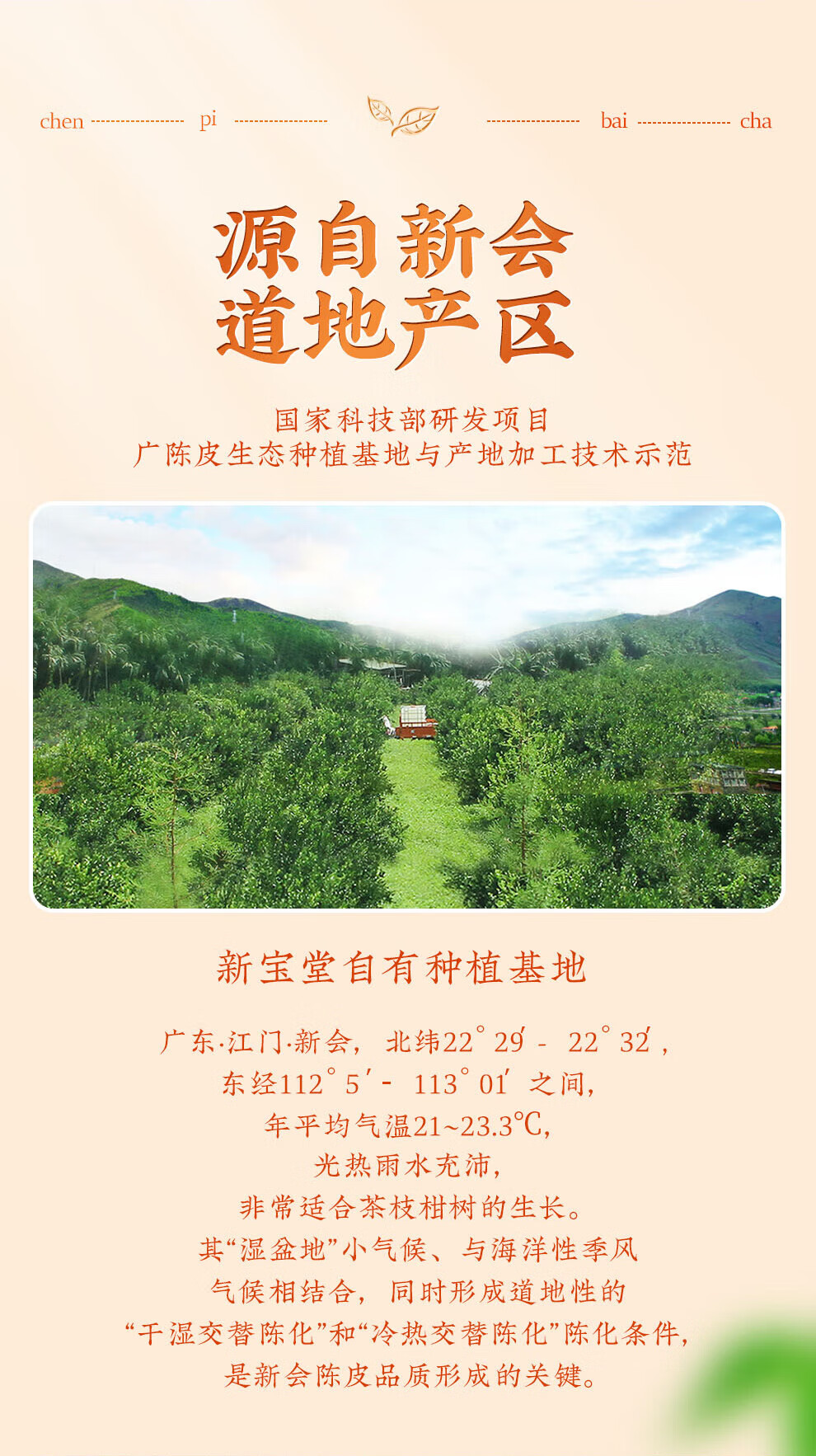 新宝堂 新会陈皮白茶茶砖礼盒广东特产道地养生茶白茶小礼盒25克CY-BC25